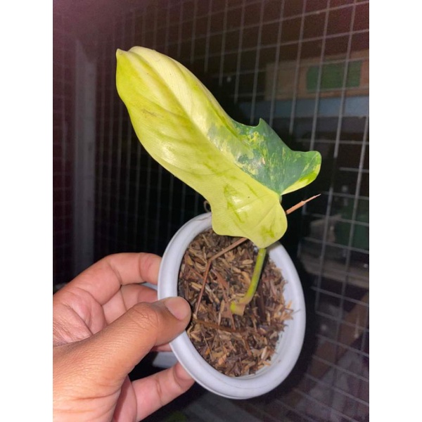 violin varigata ekonomis