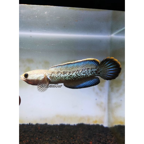 channa stewarti 10cm flering tangan stabil