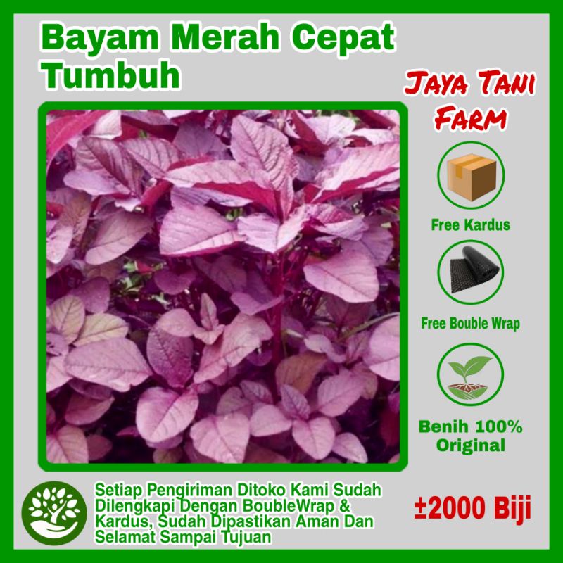 2000 Biji Benih Bayam Merah Unggulan / Benih Sayuran / Bibit Sayuran / Biji Sayuran / Benih Bayam Me