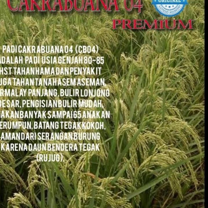 Harga Spesial benih padi cakrabuana 04 5kg original