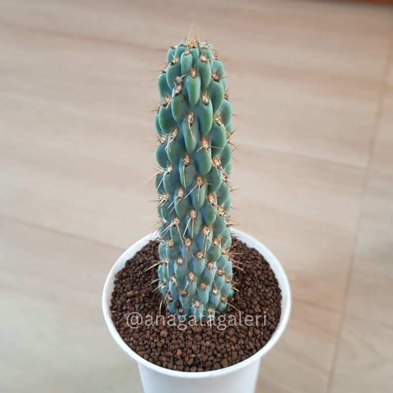 Opuntia Miquelii A | Kaktus Gymno Euphorbia