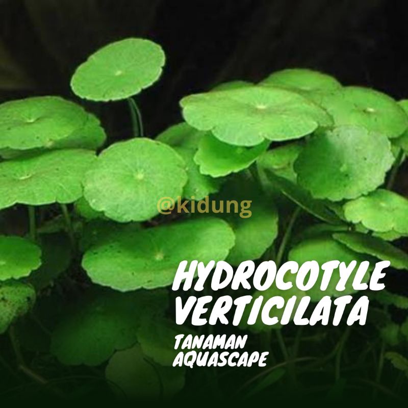 Hydrocotyle verticillata ( Tanaman Aquascape Tumbuhan Air Aquarium)