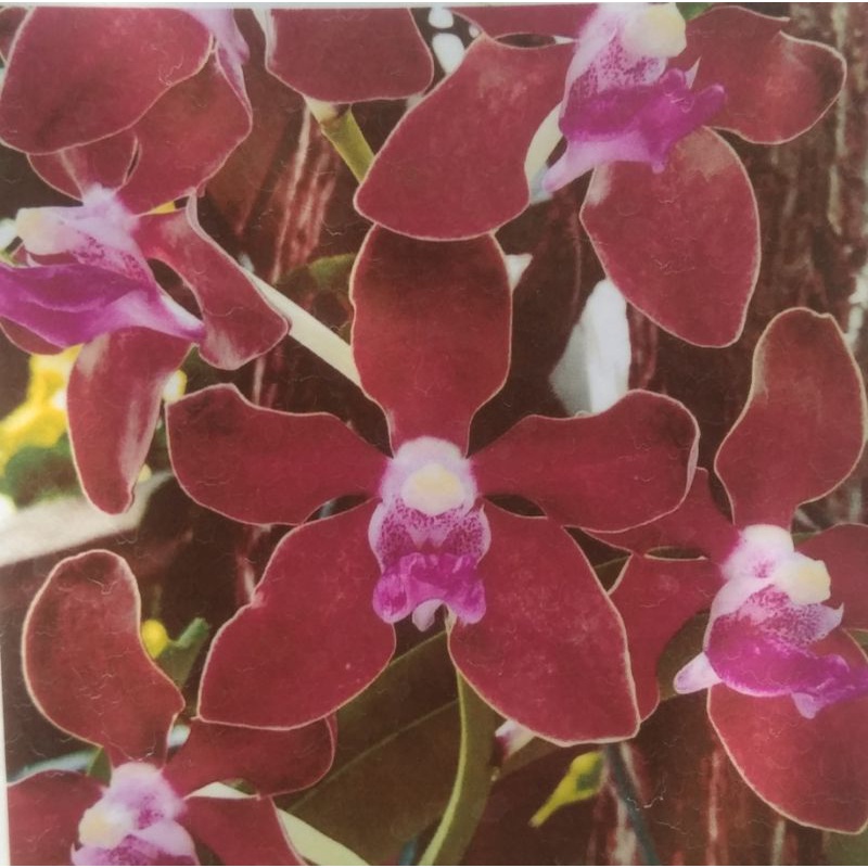 ANGGREK VANDA DEWASA SIAP BUNGA - TESSELLATA HYBRID