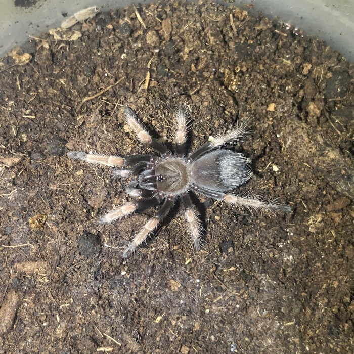 Tarot Card Kartu Sling Brachypelma Boehmei