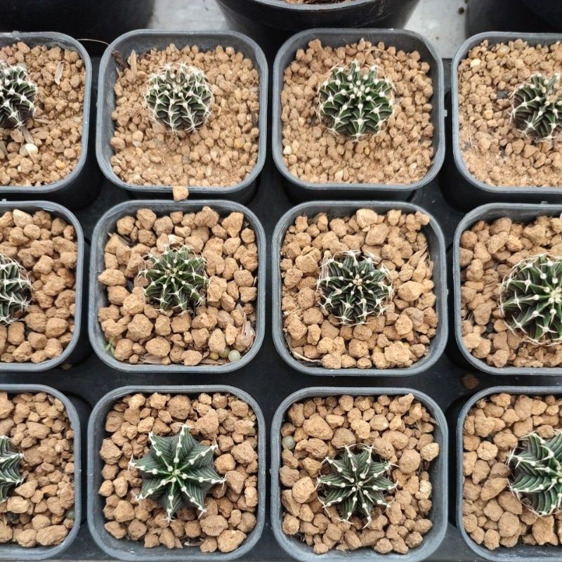 Kaktus LB Hybrid Seedling