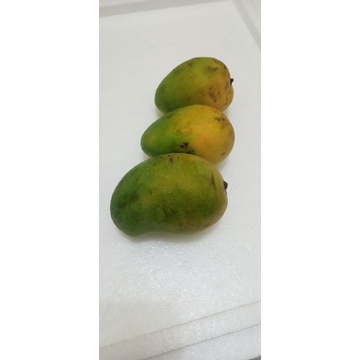 

mangga harum manis