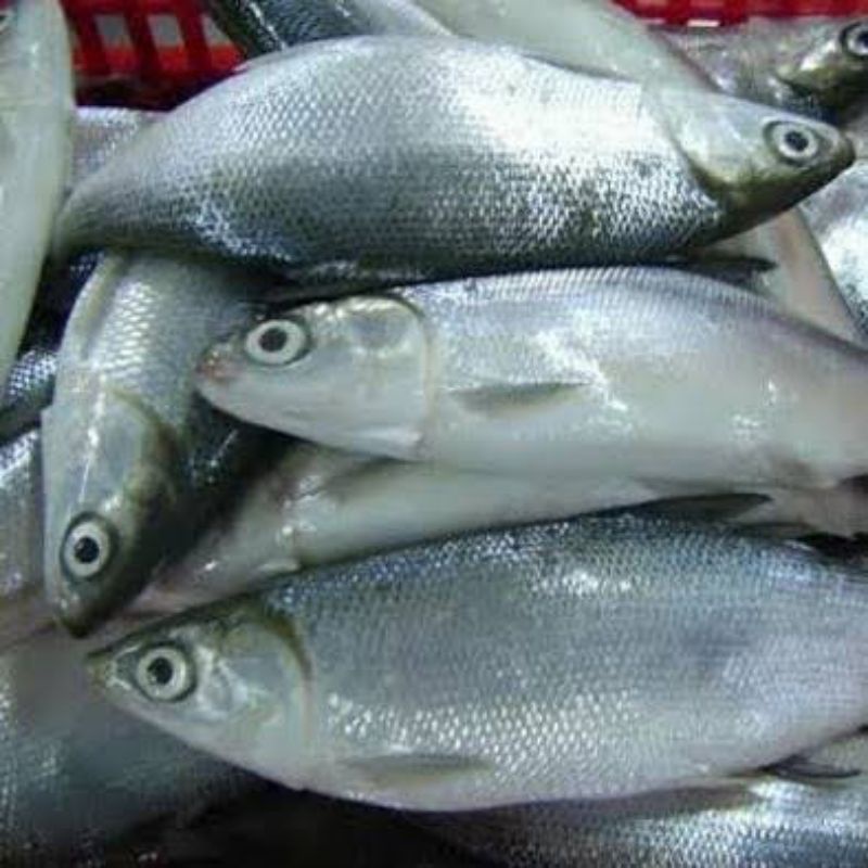

IKAN BANDENG FRESH 1000gr