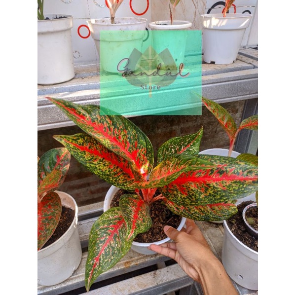 Aglomena Hot Lady - Aglo flaming lady