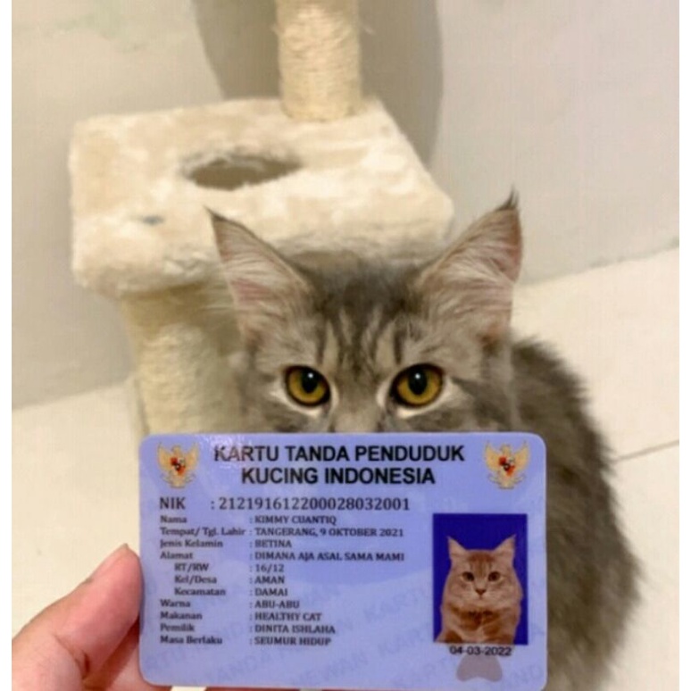 LUCU - KTP ANABUL KUCING KELINCI