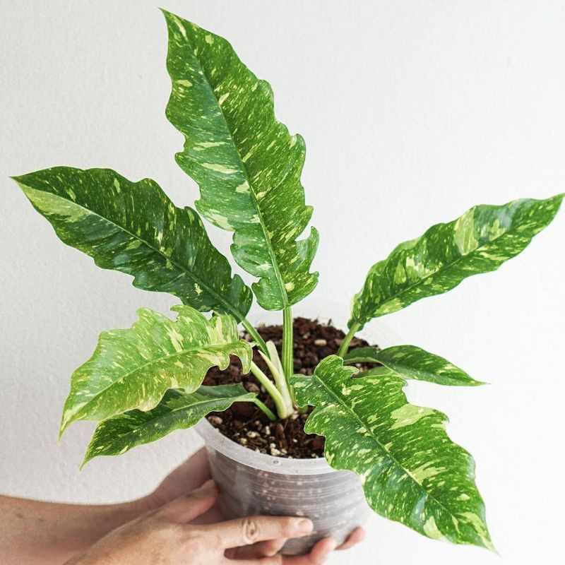 philodendron ring of fire