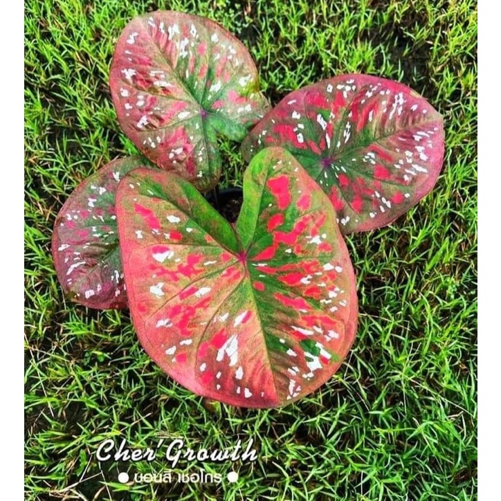 CALADIUM MOONSAWAN - KELADI MOONSAWAN - KELADI THAILAND