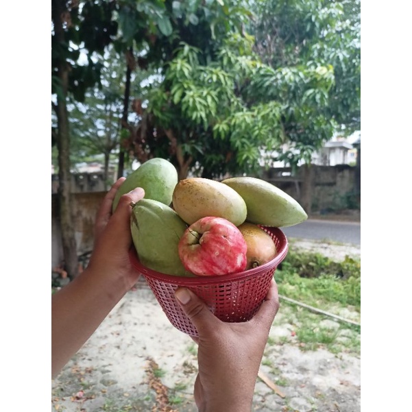 

jambu monyet