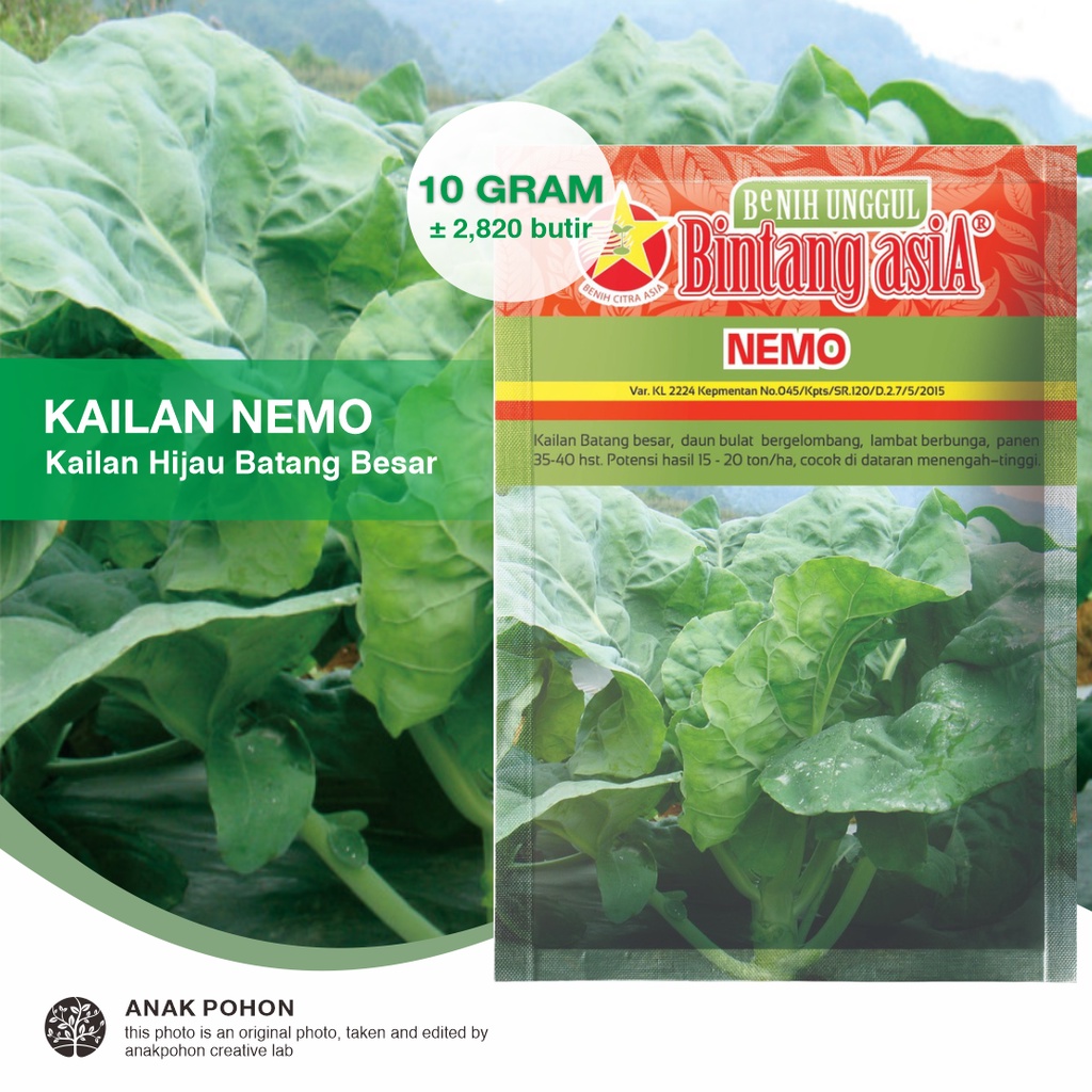 (1 PACK) Benih Kailan NEMO Kailan Hijau Batang Besar Seeds - Bintang Asia - 10 GRAM