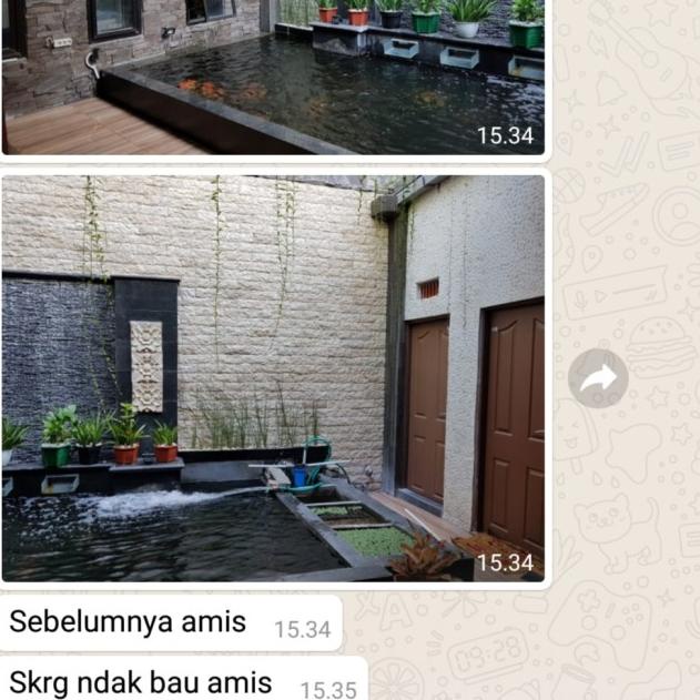 Probiotik Ikan Koi