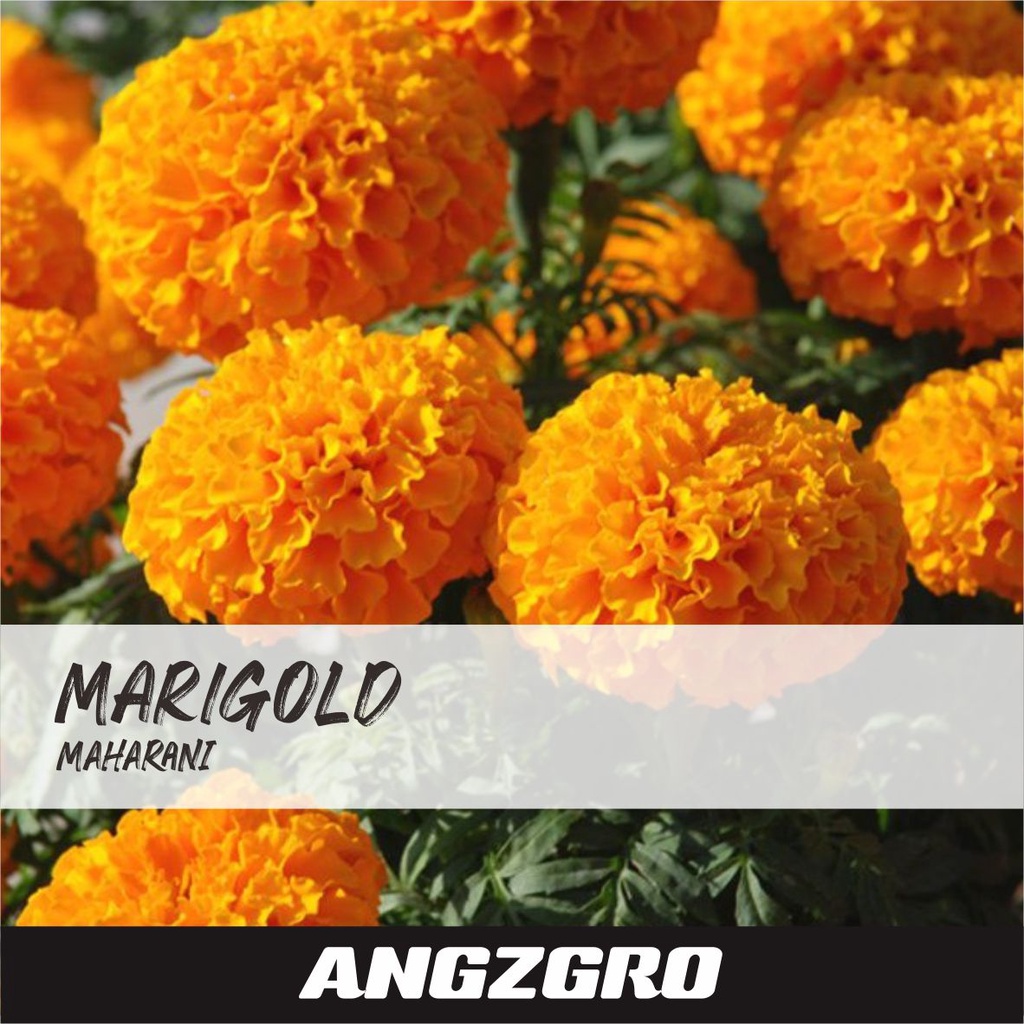 Benih Bunga Marigold Maharani 10 Seeds Tanaman Urban Farming
