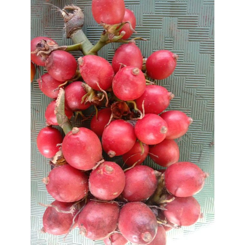 Buah pinang merah Jambe merah segar siap petik