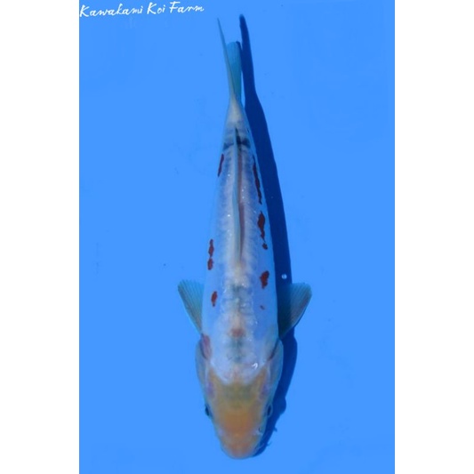 Koi Hana Shusui kawakami Farm Size 30CM Sertifikat Breeder import Jepang