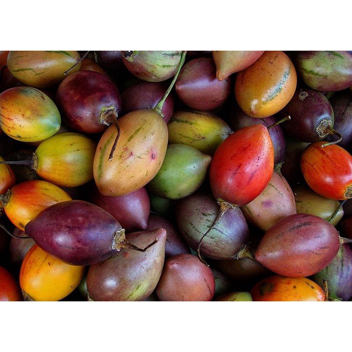 

Buah Terong Belanda Terong Kori Bandung Super Bisa COD