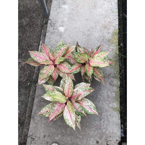 Aglaonema Cleopatra