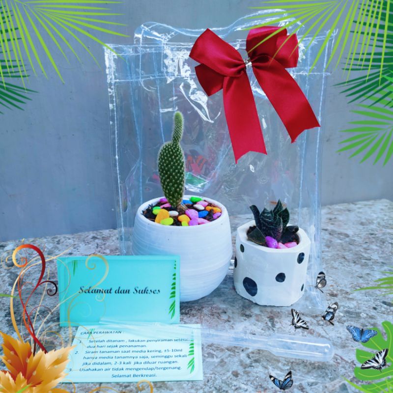 Paket souvenir kaktus,haworthia,pot putih,pot beton,tas pita lengkap hadiah kado parcel tanaman asli
