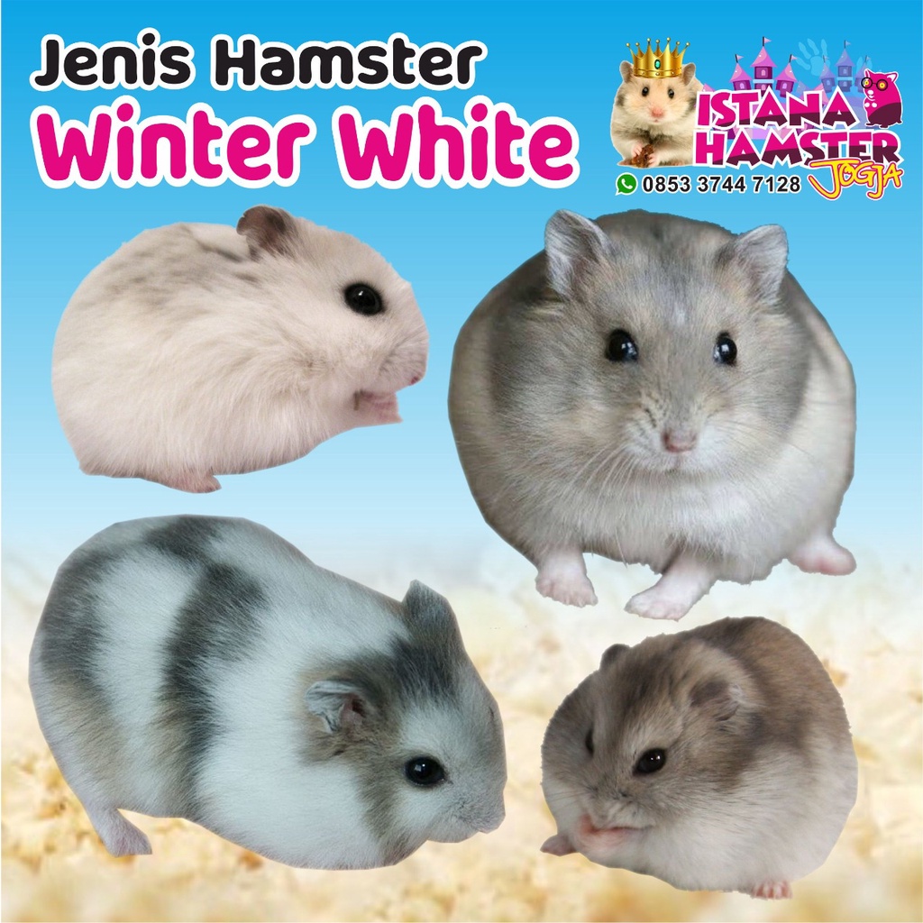 Hamster Winter White Remaja-Dewasa Koleksi Istana Hamster Jogja