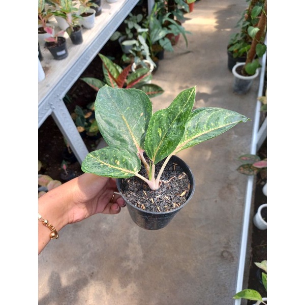 aglonema abimanyu / balantong ekonomis sesuai foto