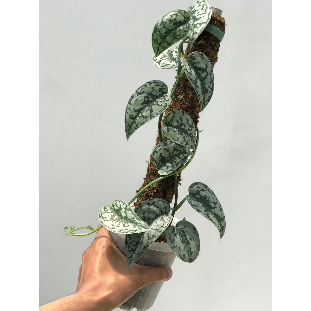 Scindapsus Silver Lady