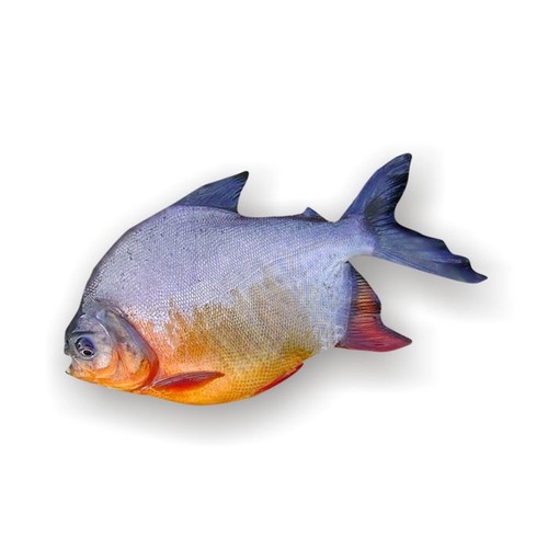 

Ikan Bawal Tawar 500 Gram Fresh