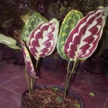 Tanaman hias calathea veitchiana | calathea peacok