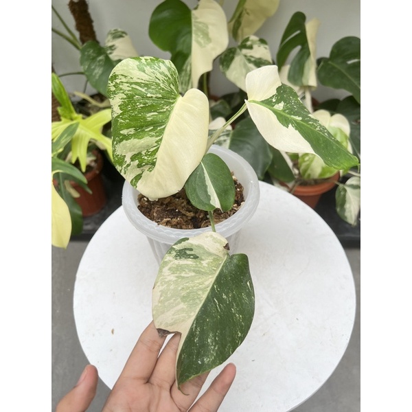 king monstera holland  deliciosa variegata 1 daun pancing 3 daun aktif mewah menor