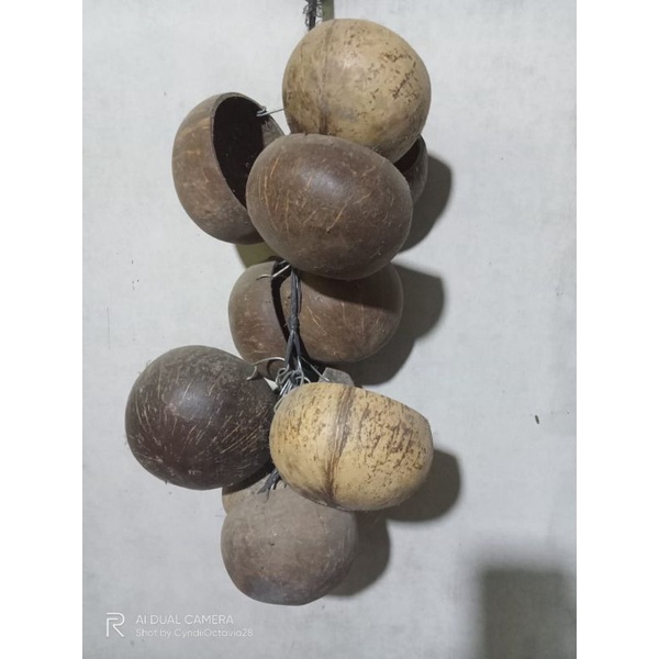 Batok Kelapa Tempat Pakan Ayam Bangkok