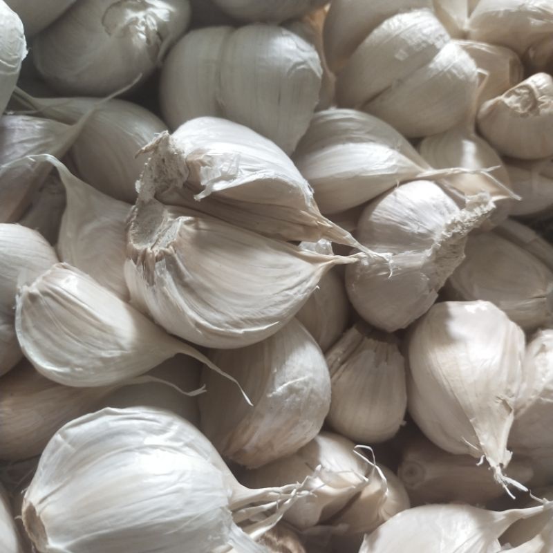 

Bawang Putih Kating