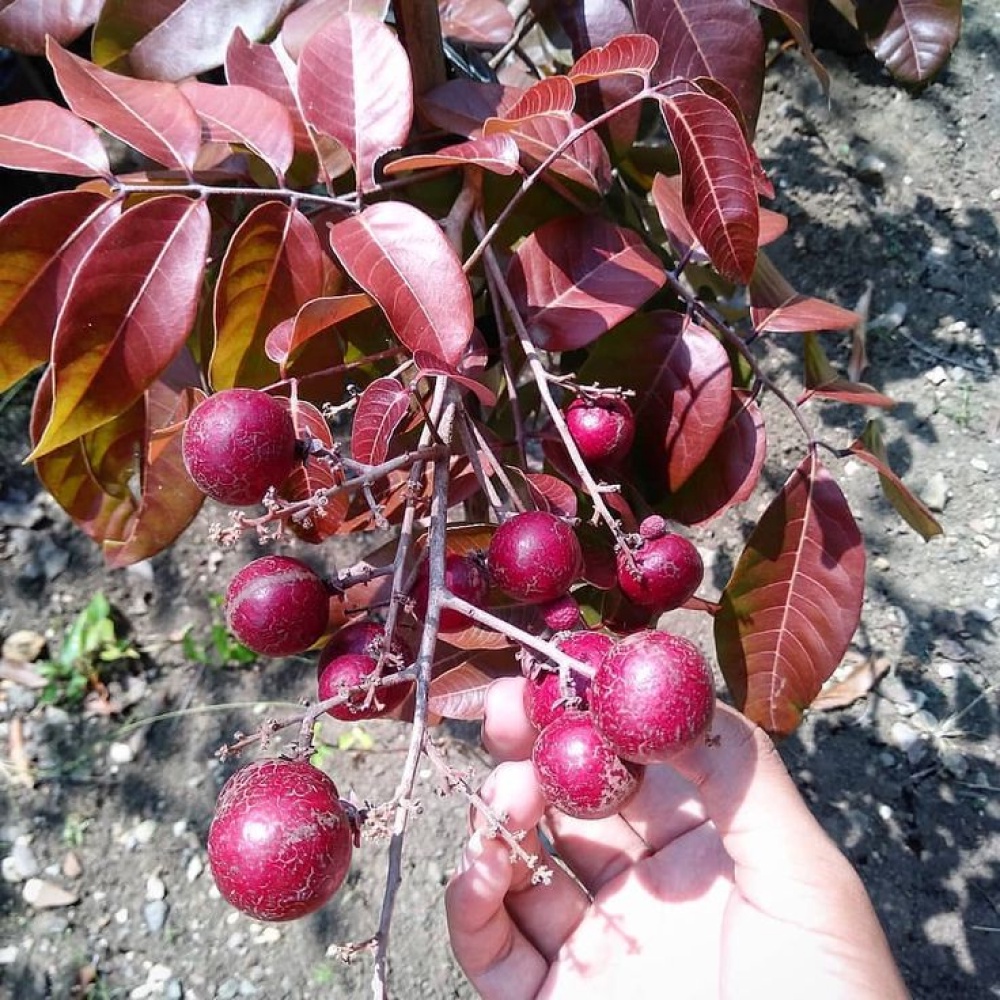 bibit pohon Kelengkeng Merah Sudah Berbuah