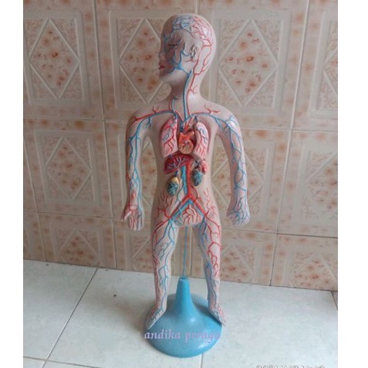 

peredaran darah lepasan tinggi 60cm alat peraga pendidikan