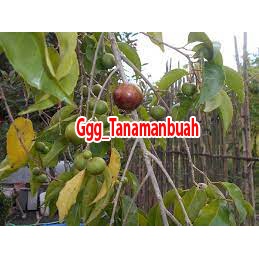 Bibit Tanaman Buah Plum Aussy Australia Siap Berbuah