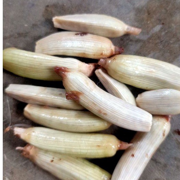 

promo biji buah golobe almahera