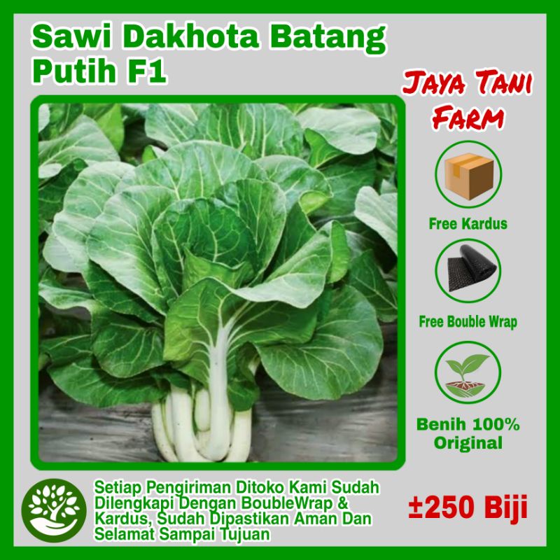250 Biji Benih Sawi Dakhota F1 / Bibit Sawi Dakota / Biji Sawi /Benih Sayuran Sawi Dakhota / Benih S