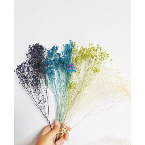 PRODUK- DRIED BROOM BLOOM | DRIED MILLION STARS | BROOM BLOOM KERING | ITALIAN BABY BREATH .