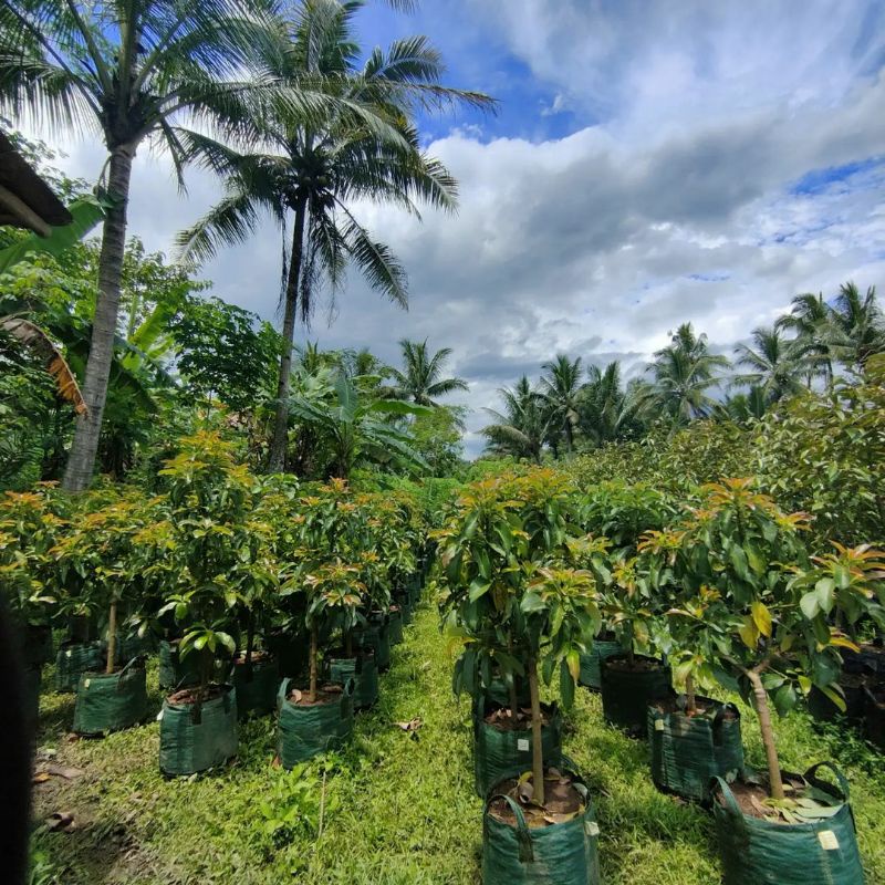 bibit alpukat lokal batang besar siap berbuah