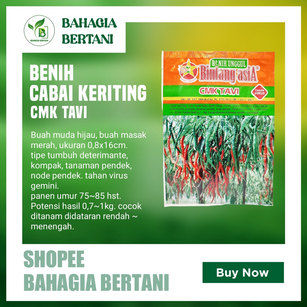 BENIH BIBIT CABAI KERITING CMK TAVI 10 GR BINTANG ASIA