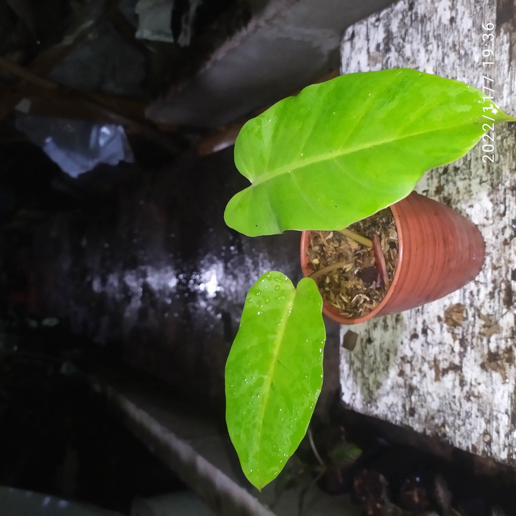 philodendron snowdrift variegata