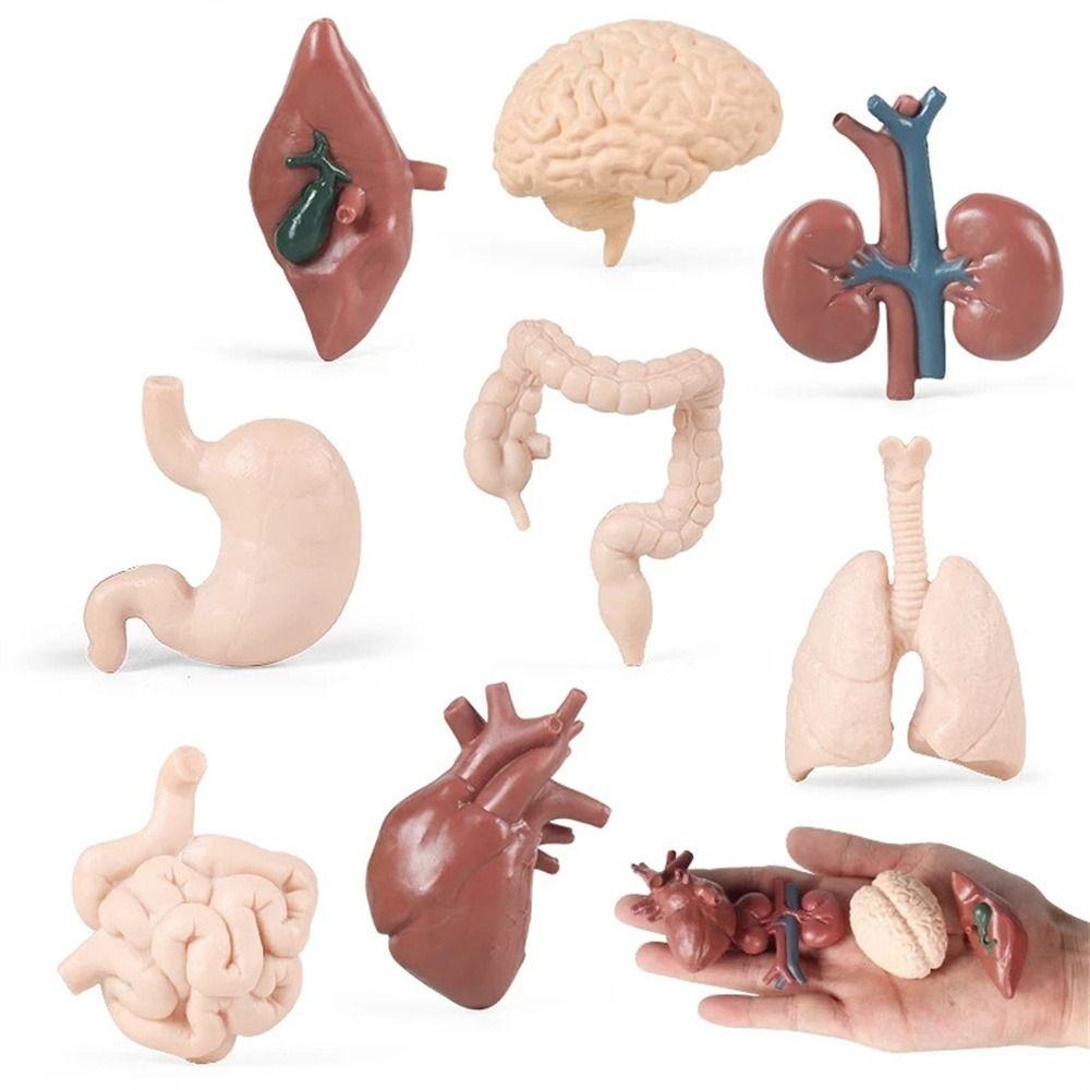 [Elegan] Body Organ Figure Cognition Mainan Untuk Anak-Anak Hati Lung 3D Tubuh Manusia Ginjal Organ Action Figure