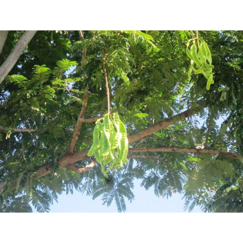 

Daun Petai Pete Besar Segar Fresh