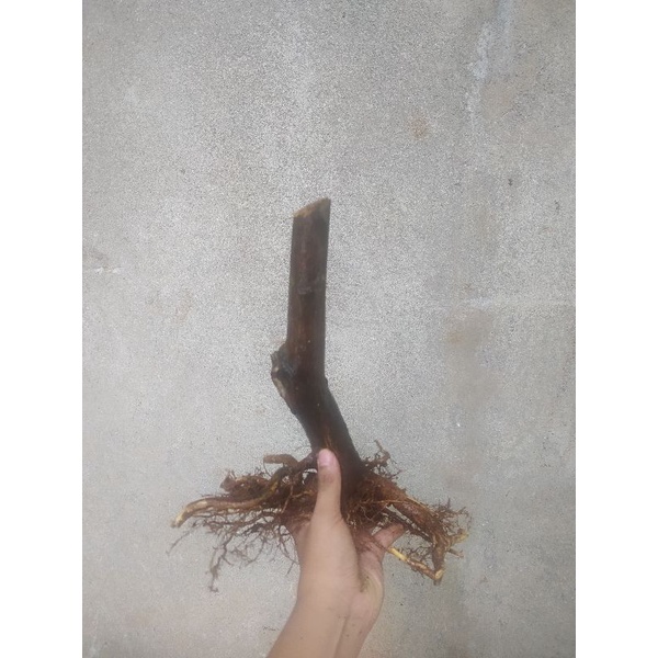 dongkelan jeruk kingkit 3 bahan 100rb