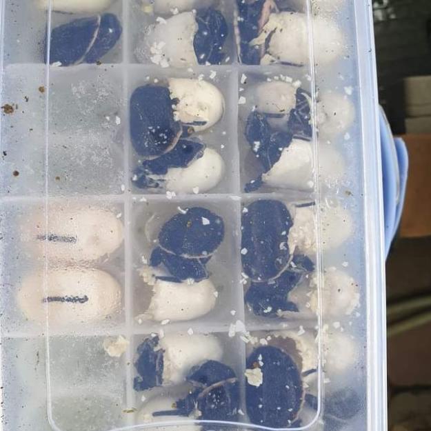 Inkubator Reptil Telur Incubator Egg Gecko Ular Kura Kadal Reptile Egg - Incubator saja