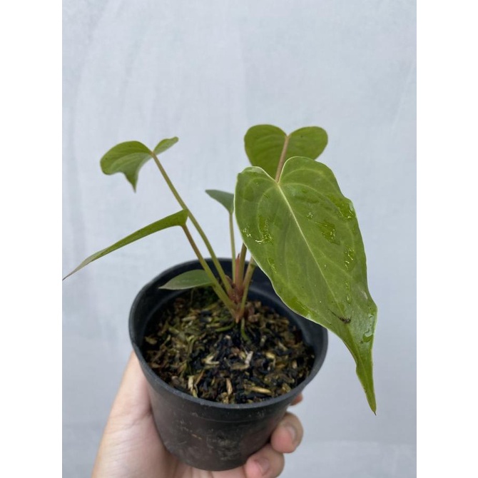 Tanaman Hias Anthurium Modeanum