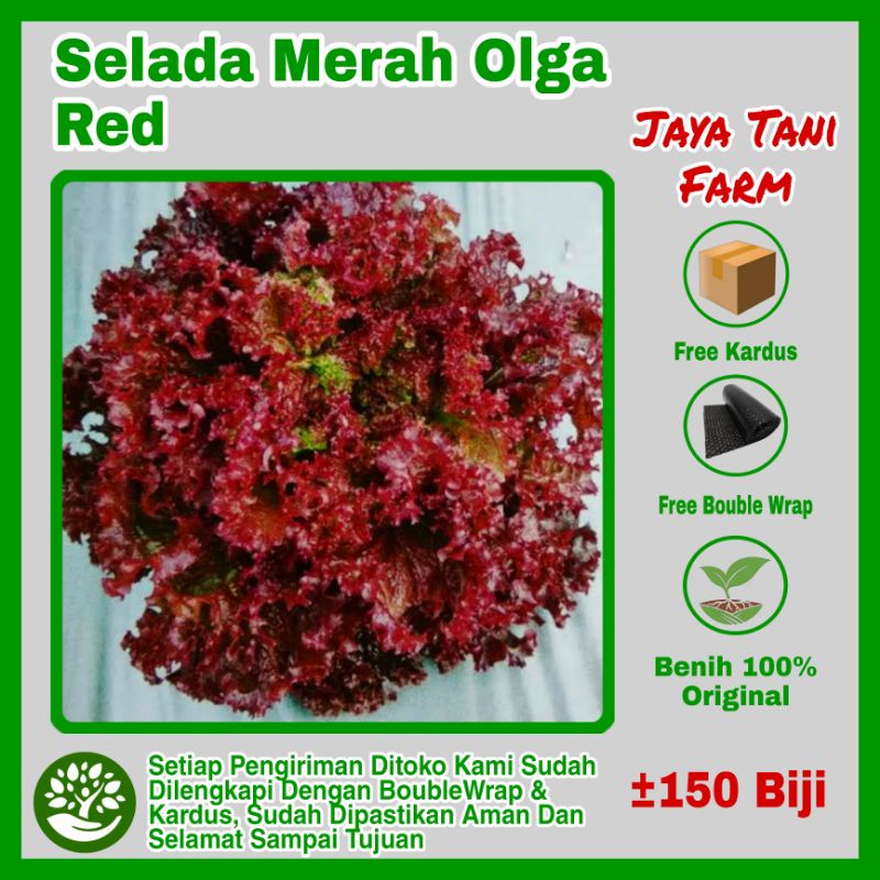 150 Biji Bsnih Selada Merah Olga Red Hibrida / Benih Sayuran / Bibit Sayuran / Benih Selada Merah / 