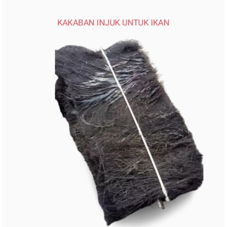 kakaban injuk tempat bertelur ikan