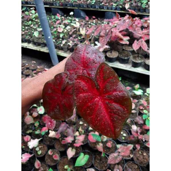 caladium red devil