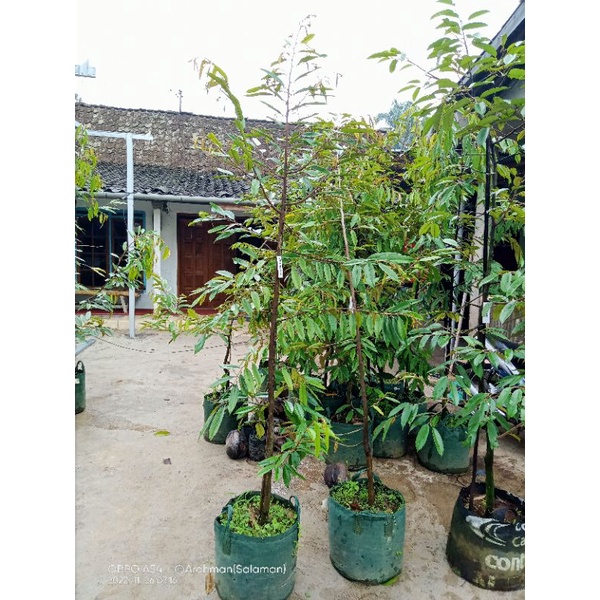 Bibit Durian Berkualitas hasil Okulasi Super Murah (Planterbag) Gratis packing pakai kotak kayu